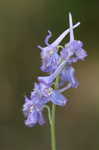 Carolina larkspur